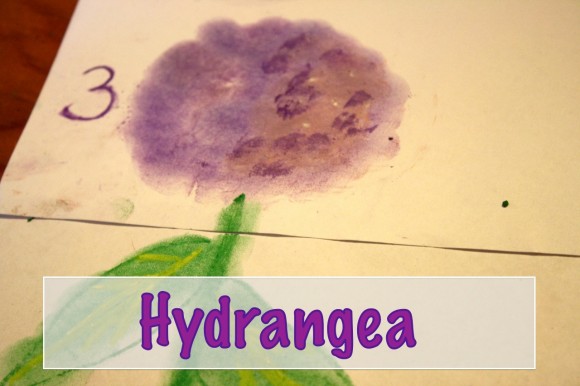 Chalk Pastels Hydrangea