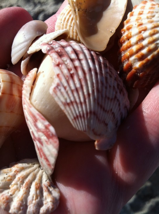 Captiva Island shells