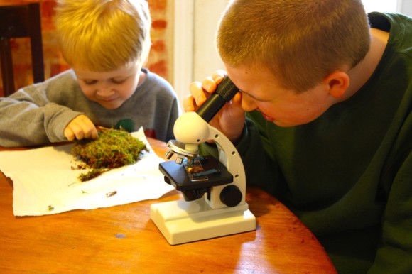 Moss and the microscope