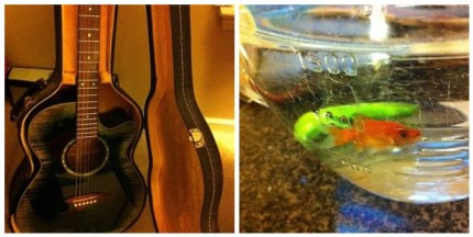 guitar and goldfish
